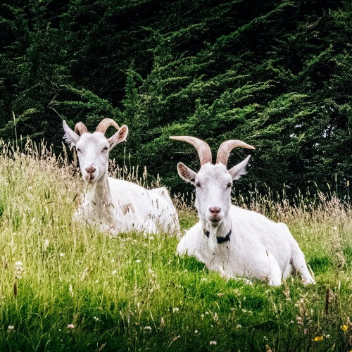 Goats Milk Body Wash - 500ml