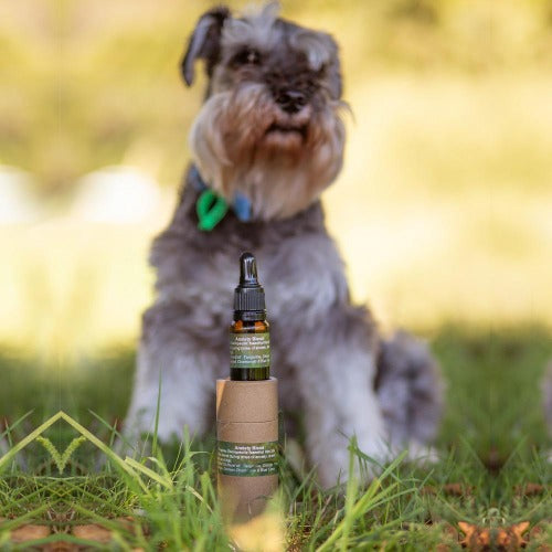 Anxiety Relief Blend For Dogs 10ml