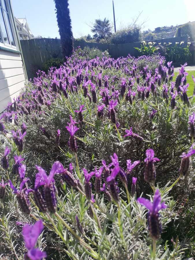 Rosemary & Lavender Shampoo Bar Full Circle Eco Store