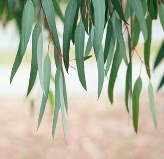 Essential Oil - Eucalyptus